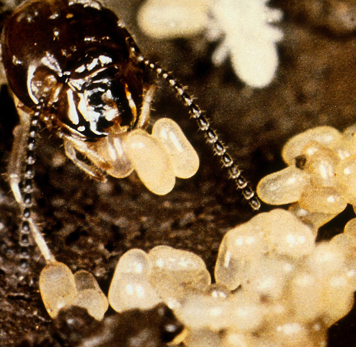 Queen Termite arranging eggs